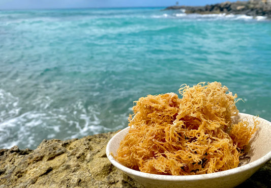 Sea Moss Dried | Gold Sea Moss | Organic Raw SeaMoss| Ocean Grown Certified Proof Sun-Dried