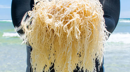 Sea Moss Dried | Gold Sea Moss | Organic Raw SeaMoss| Ocean Grown Certified Proof Sun-Dried